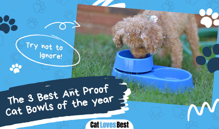 Best Ant Proof Cat Bowl