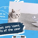 Best Anti Vomit Cat Bowls