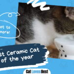 Best Ceramic Cat Bowls