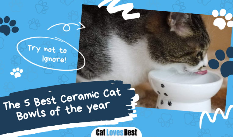 Best Ceramic Cat Bowls