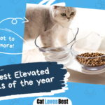 Best Elevated Cat Bowls