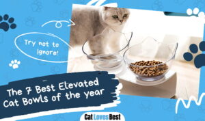 Best Elevated Cat Bowls