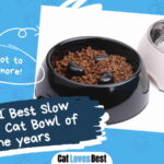Best Slow Feeder Cat Bowl