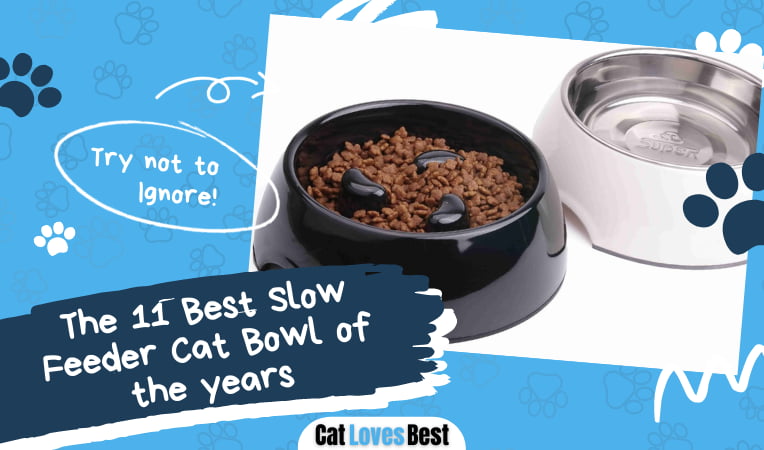Best Slow Feeder Cat Bowl