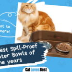 Best Spill Proof Cat Water Bowl