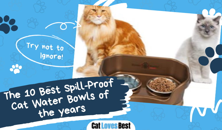 Best Spill Proof Cat Water Bowl