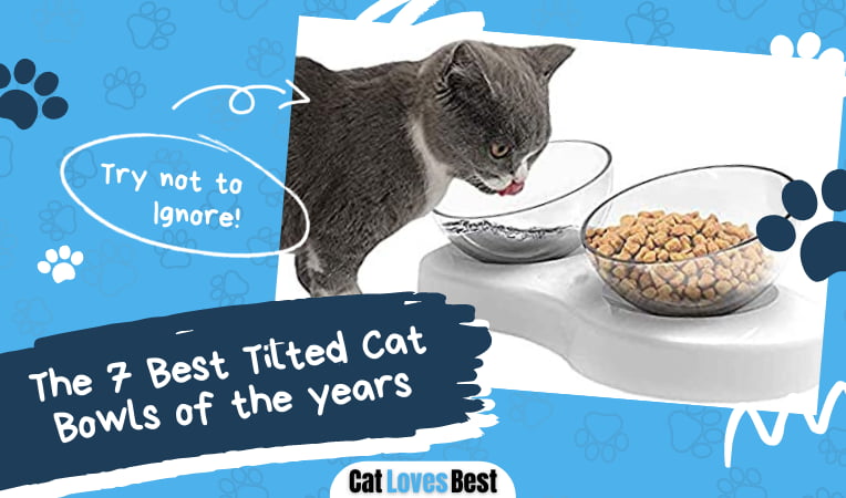 Best Tilted Cat Bowl