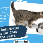 Best Water Bowl for Cat