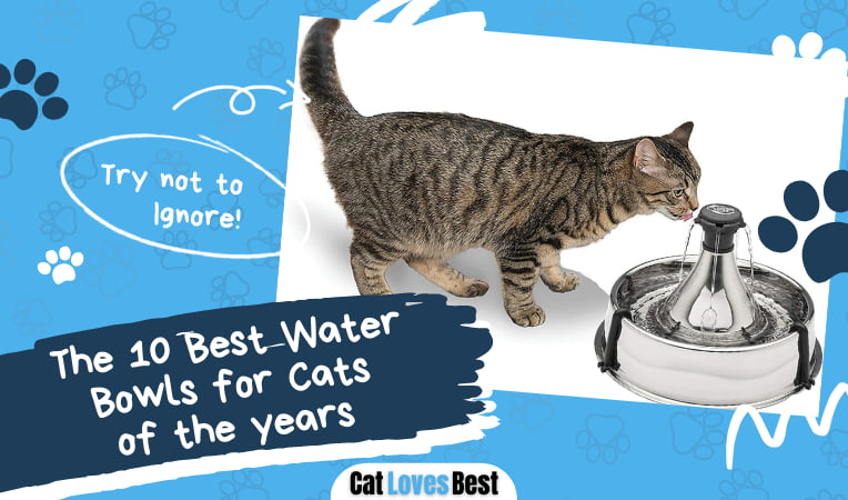 Best Water Bowl for Cat