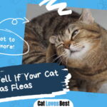 Cat Has Fleas
