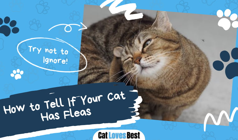 Cat Has Fleas