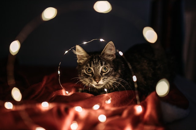 How to Keep Your Cat Out of the Christmas Tree