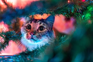 Cat-proof Christmas Tree