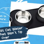 Best Cat Water Bowl