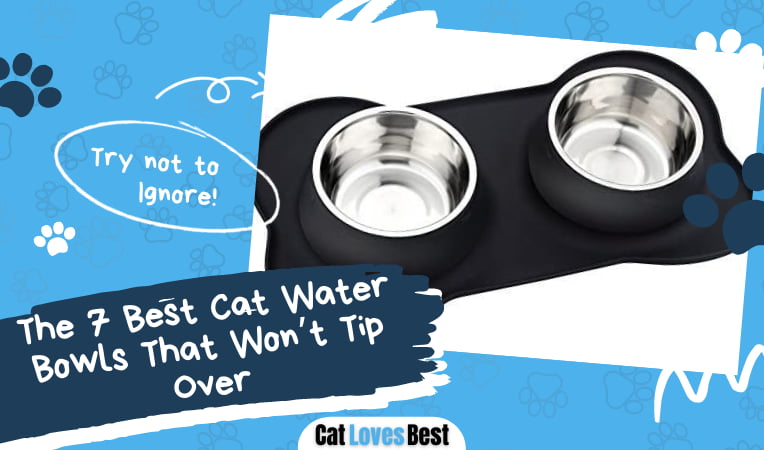 Best Cat Water Bowl