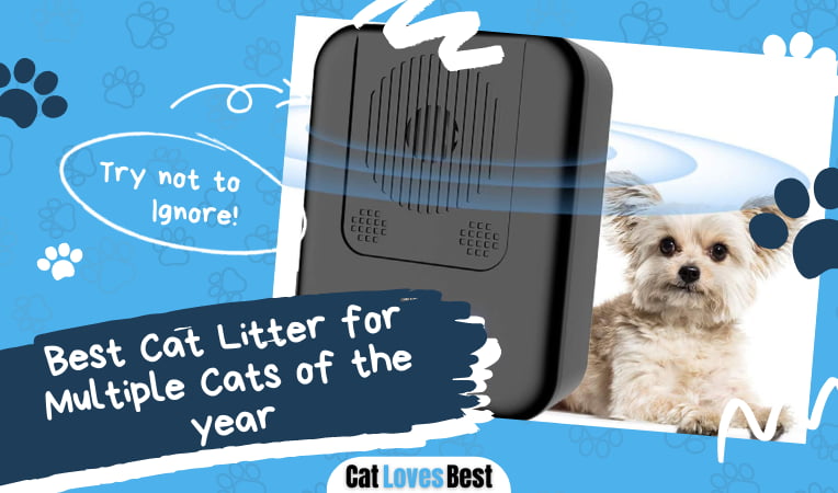 Best Cat Litter For Multiple Cats