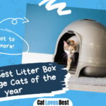 Best Litter Box For Large Cats