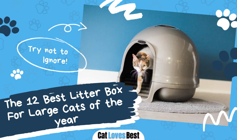 Best Litter Box For Large Cats