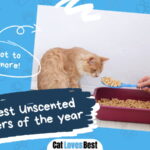 Best Unscented Cat Litters