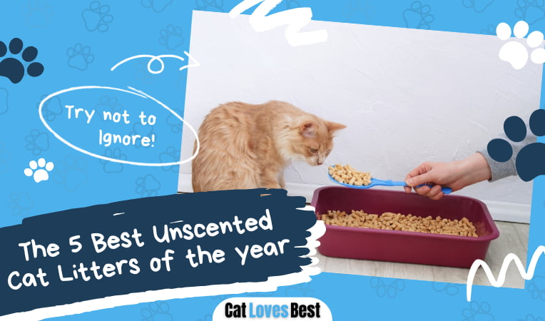 Best Unscented Cat Litters