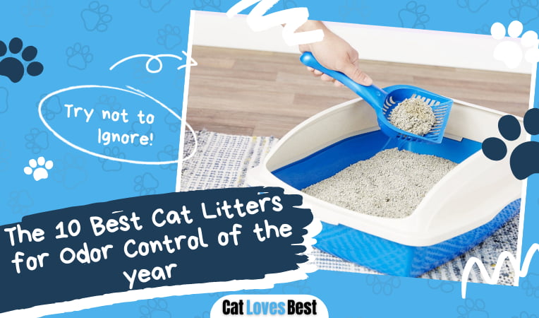 Best Cat Litters for Odor Control