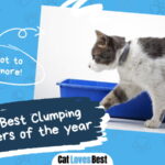 Best Clumping Cat Litter