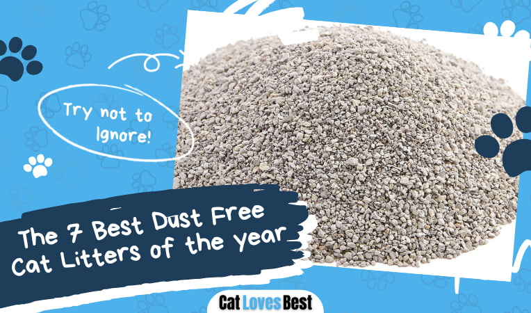 Best Dust Free Cat Litters