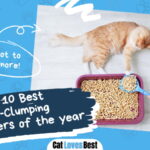 Best Non Clumping Cat Litters