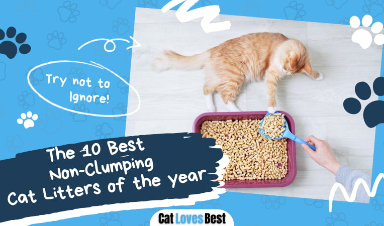 Best Non Clumping Cat Litters