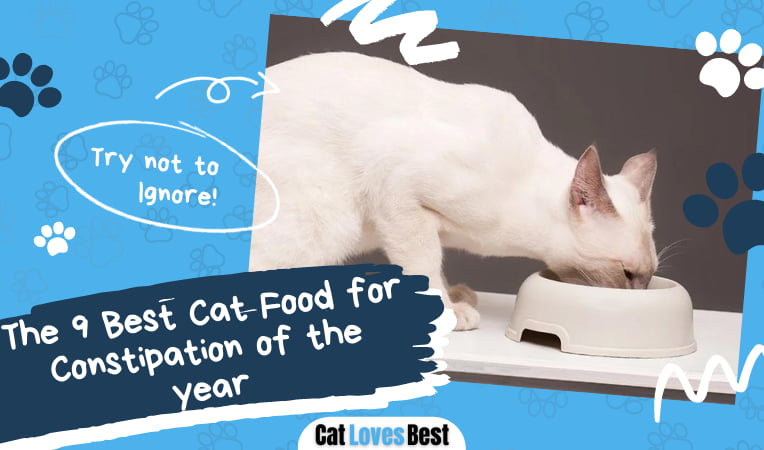 Best Cat Food for Constipation