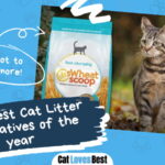 Best Cat Litter Alternatives