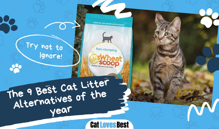 Best Cat Litter Alternatives