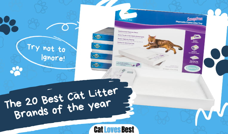 Best Cat Litter Brands