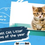 Best Cat Litter For Kittens