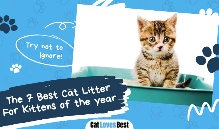 Best Cat Litter For Kittens