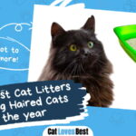 Best Cat Litters for Long Haired Cats