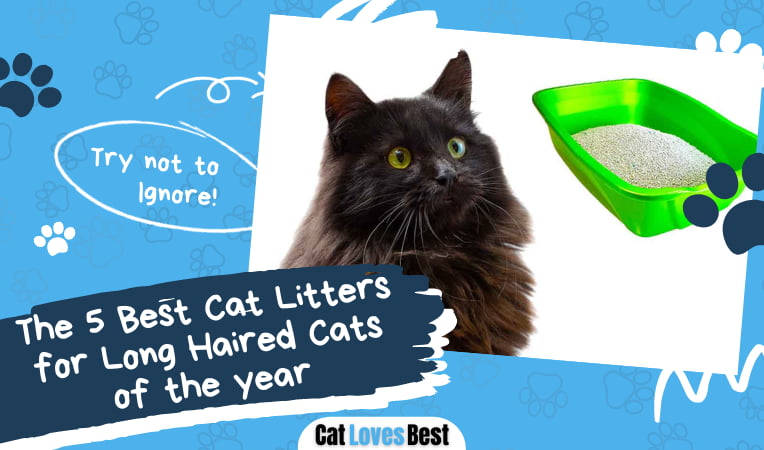 Best Cat Litters for Long Haired Cats