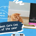Best Corn Cat Litters