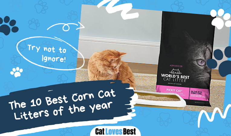 Best Corn Cat Litters