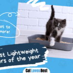 Best Lightweight Cat Litter