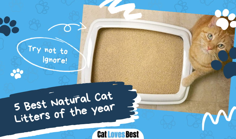 Best Natural Cat Litter