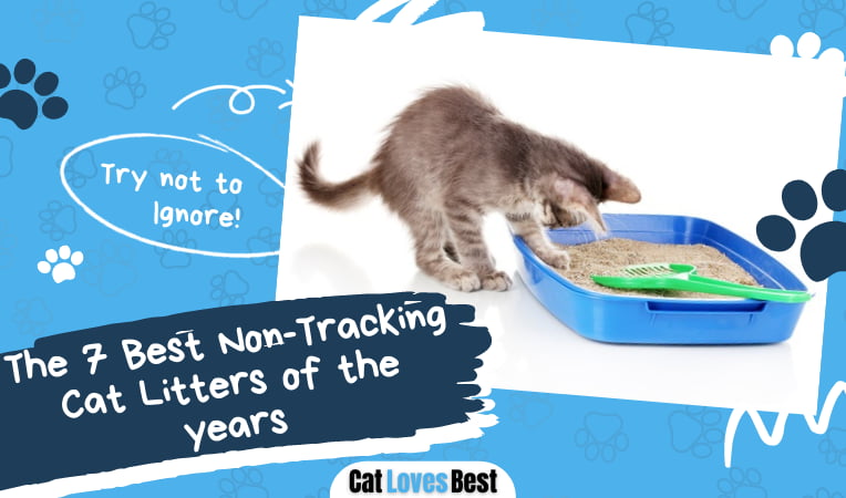 Best Non Tracking Cat Litters