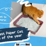 Best Paper Cat Litters