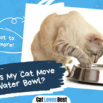 Cat Move Her Water Bowl