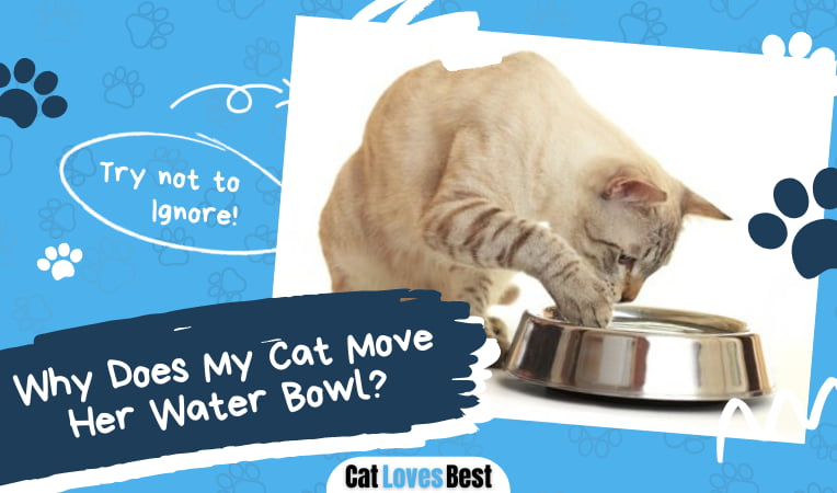 Cat Move Her Water Bowl