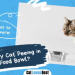 Cat Peeing in Her Food Bowl