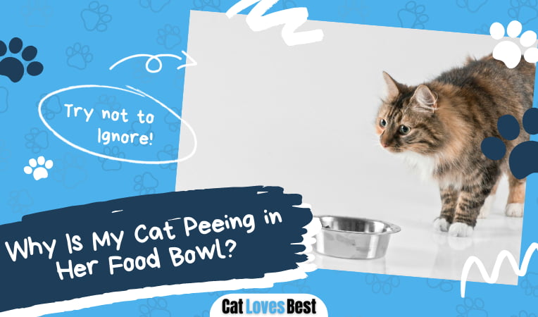 Cat Peeing in Her Food Bowl