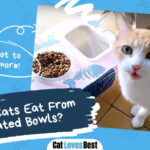 Cats Eat From Elevated Bowls