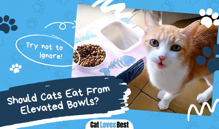 Cats Eat From Elevated Bowls