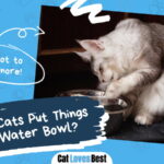 Cats Put Things in the Water Bowl